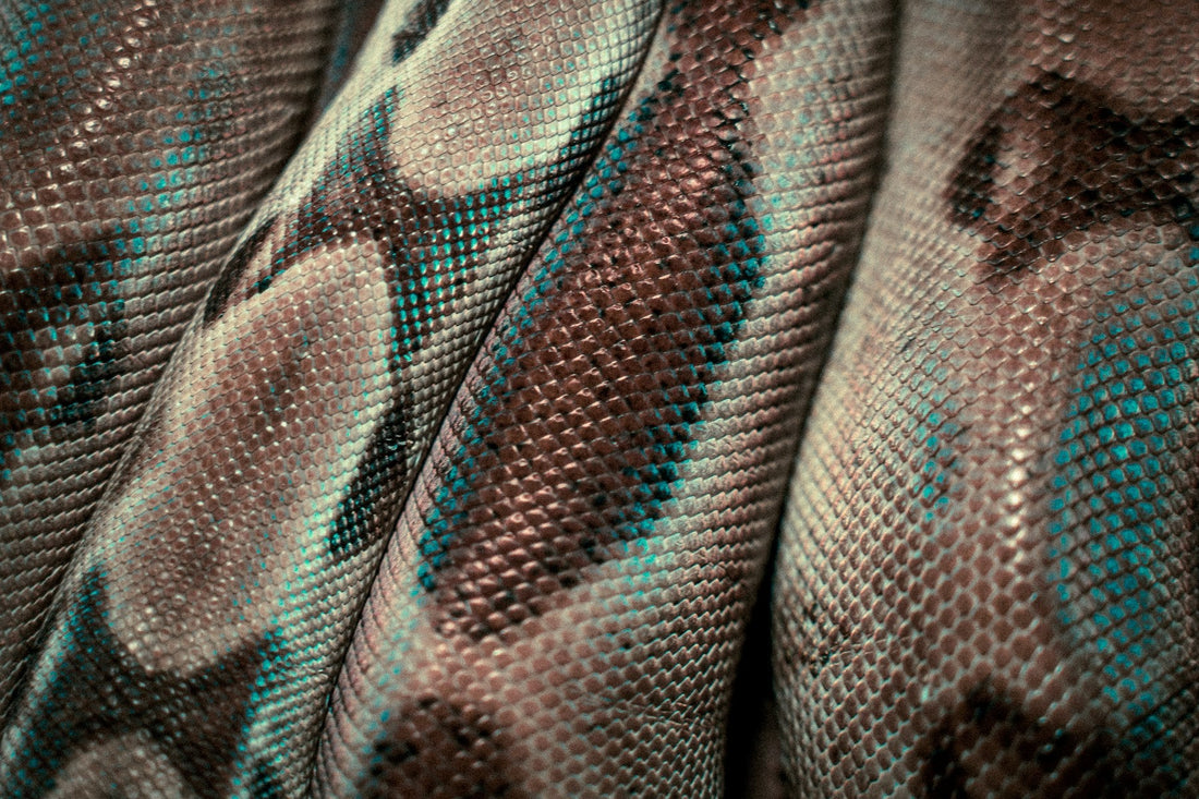 Close-up of snakeskin scales
