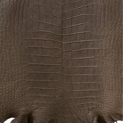 Alligator leather sample